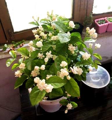 老桩茉莉花盆栽养护方法，盆栽茉莉花怎么养护？