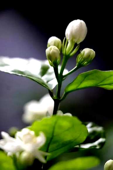 老桩茉莉花盆栽养护方法，盆栽茉莉花怎么养护？
