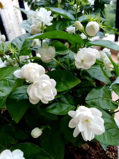 老桩茉莉花盆栽养护方法，盆栽茉莉花怎么养护？