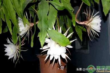 昙花栽培养殖技术、昙花栽培技术方法及注意事项