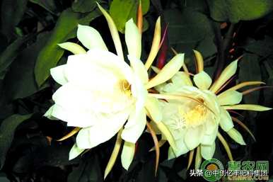 昙花栽培养殖技术、昙花栽培技术方法及注意事项