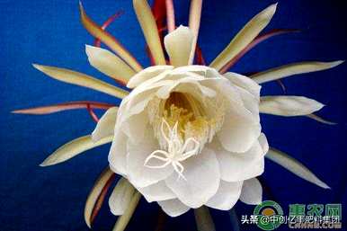 昙花栽培养殖技术、昙花栽培技术方法及注意事项