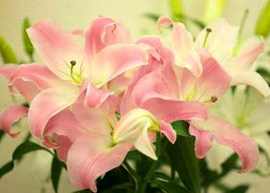 百合花什么时候开，百合花什么时候开？