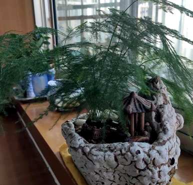 芦笋能水养吗？