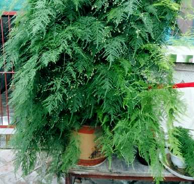 芦笋能水养吗？