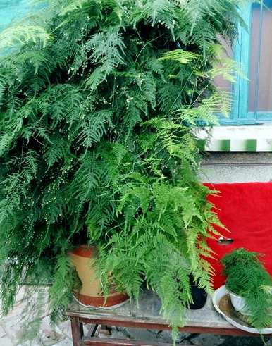 芦笋能水养吗？