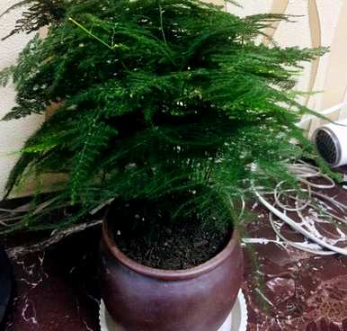 芦笋能水养吗？