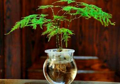 芦笋能水养吗？