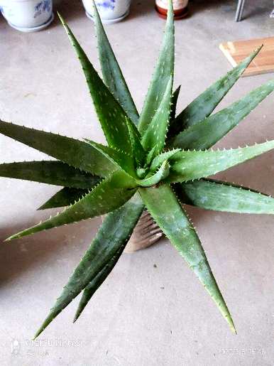 净化空气的植物有哪些？
