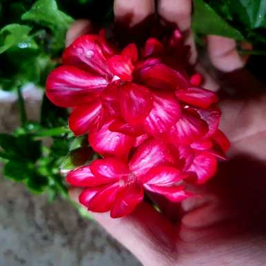 哪些植物和花适合阳台种植？