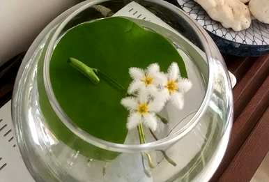 一叶莲不开花怎么回事？一叶莲怎么养才开花？