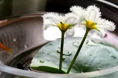 一叶莲不开花怎么回事？一叶莲怎么养才开花？