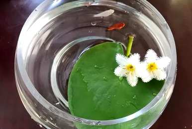 一叶莲不开花怎么回事？一叶莲怎么养才开花？