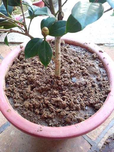 茶花树用什么土最好，香妃茶花用什么土？