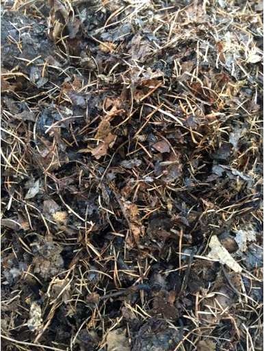 茶花树用什么土最好，香妃茶花用什么土？