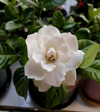 扦插栀子花用什么土？栀子花怎么扦插？