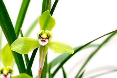 春兰怎么养才能开花快，春兰怎么养才能开花快