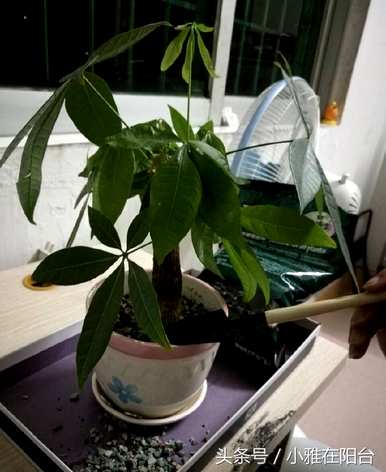 发财树的树干不绿怎么办？发财树怎么养又绿又亮？