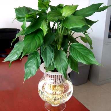 万年青的寓意和象征，详细说明万年青植物的寓意