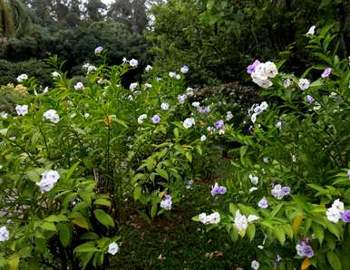 室内养茉莉花的正确方法，双色茉莉花适合室内养吗？