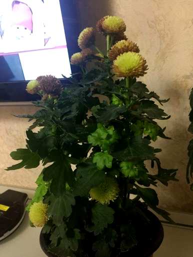 花叶枯萎变黄落叶怎么了？花叶变黄落叶怎么办？