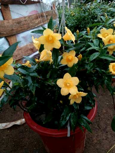 花叶枯萎变黄落叶怎么了？花叶变黄落叶怎么办？