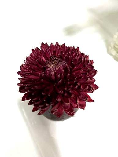 花叶枯萎变黄落叶怎么了？花叶变黄落叶怎么办？