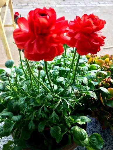 花叶枯萎变黄落叶怎么了？花叶变黄落叶怎么办？