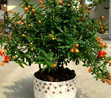 石榴花用什么土养才好，石榴花换盆要把原土弄掉吗？