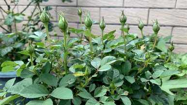 室内养花期长的花有哪些，花期月份的花有哪些？