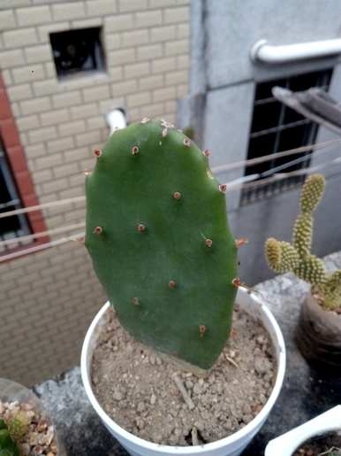 如何种植仙人掌盆栽？