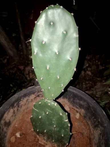 如何种植仙人掌盆栽？