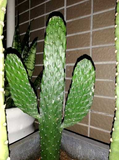 如何种植仙人掌盆栽？