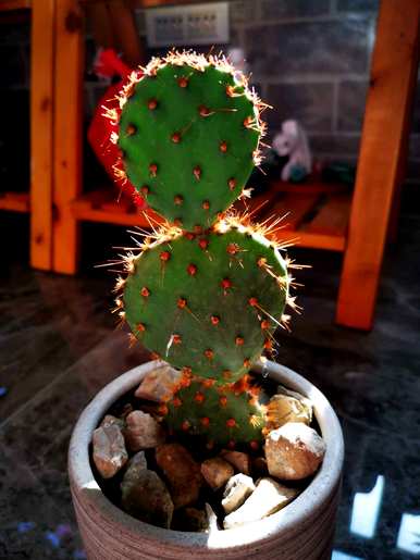 如何种植仙人掌盆栽？