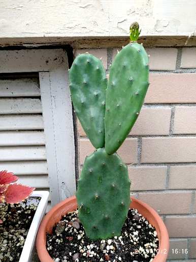 如何种植仙人掌盆栽？