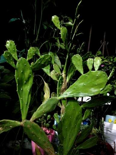 如何种植仙人掌盆栽？