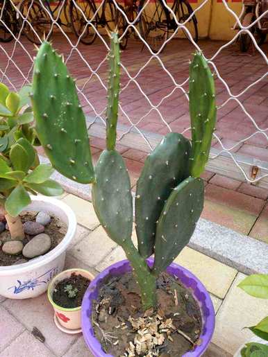 如何种植仙人掌盆栽？