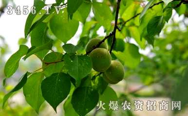 如何剪杏树剪枝视频，如何剪杏树剪枝