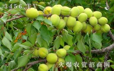 如何剪杏树剪枝视频，如何剪杏树剪枝