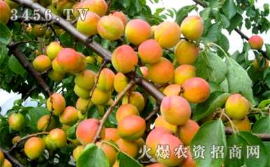 如何剪杏树剪枝视频，如何剪杏树剪枝