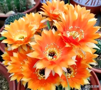 仙人球开花有什么用？仙人球花代表什么意思？