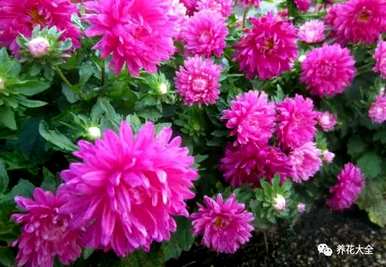 菊花的种类名称，菊花的种类有哪些？