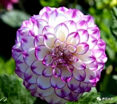 菊花的种类名称，菊花的种类有哪些？