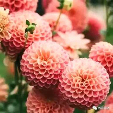 菊花的种类名称，菊花的种类有哪些？