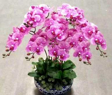 如何培育蝴蝶兰花，蝴蝶兰花的栽培技术是什么？