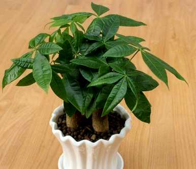 富贵树的养护方法和注意事项，以及富贵树移栽期间的养护