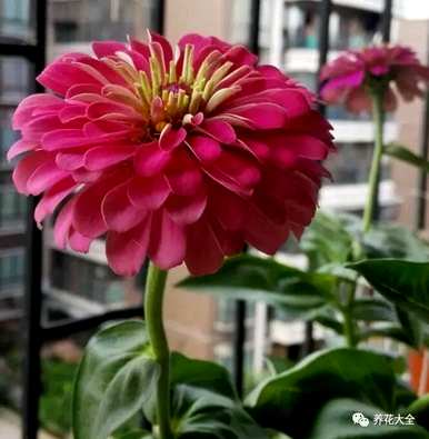 菊花的种类名称，菊花的种类有哪些？