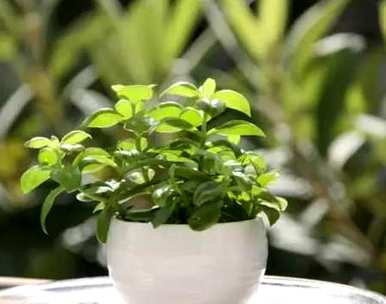 如何维护石榴花，冬季维护石榴花