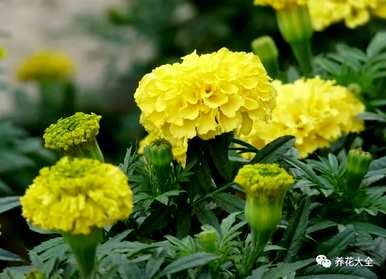 菊花的种类名称，菊花的种类有哪些？