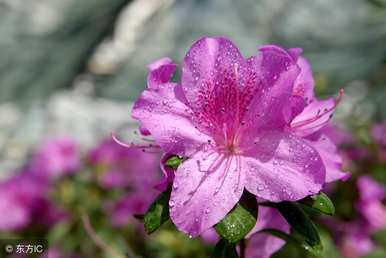 怎样养杜鹃花？